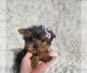 Yorkshire Terrier Puppy for sale in INDIANAPOLIS, IN, USA