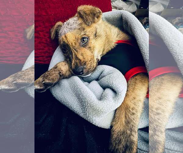 Medium Photo #4 German Shepherd Dog-Unknown Mix Puppy For Sale in Spring Lake, NC, USA