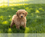 Small Photo #3 Poodle (Miniature) Puppy For Sale in SHIPSHEWANA, IN, USA