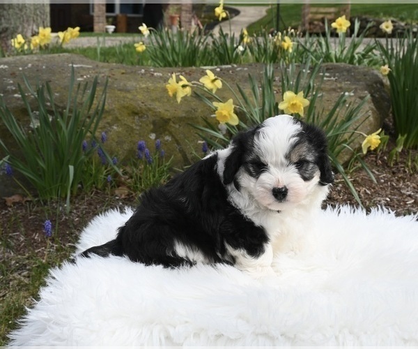 Medium Photo #2 Aussiedoodle Miniature  Puppy For Sale in SUGARCREEK, OH, USA