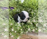 Small #2 Boston Terrier
