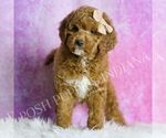 Small #4 Goldendoodle (Miniature)