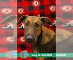 Small #1 Whippet Mix