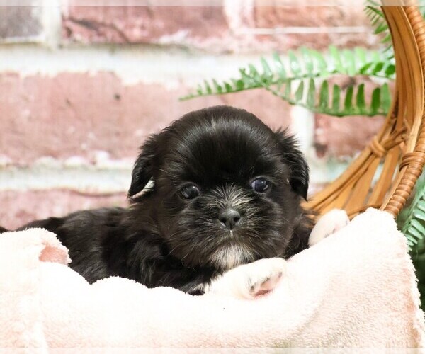 Medium Photo #4 Shih Tzu Puppy For Sale in SYRACUSE, IN, USA