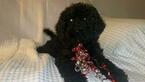 Small Photo #5 Goldendoodle-Poodle (Standard) Mix Puppy For Sale in DETROIT, MI, USA