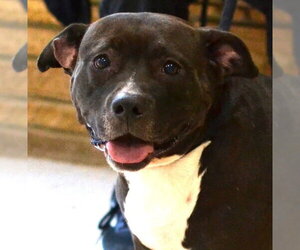Mutt Dogs for adoption in Enfield, CT, USA