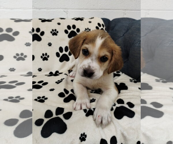 Medium Photo #1 Beagle Puppy For Sale in York, SC, USA