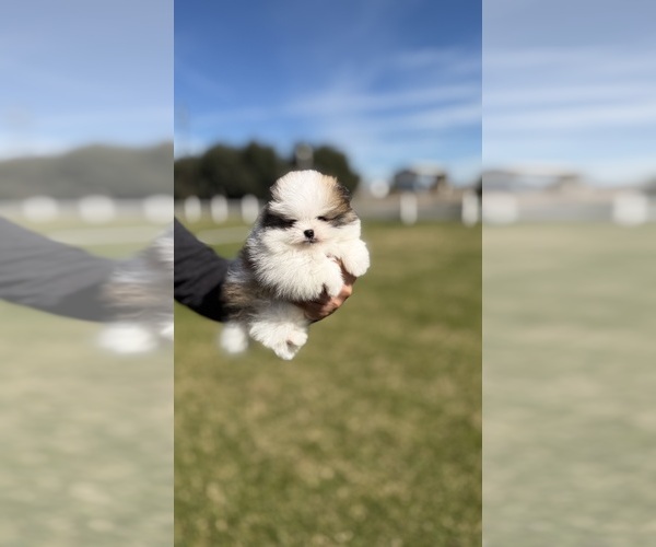 Medium Photo #1 Pomeranian Puppy For Sale in STOCKTON, CA, USA