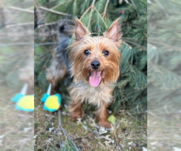 Medium Photo #4 Mutt Puppy For Sale in Allentown,, PA, USA