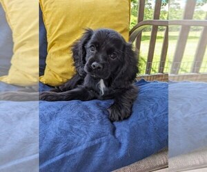 Medium Cock-A-Poo-Cocker Spaniel Mix