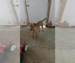 Small Shepradors
