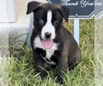 Small #1 Mutt