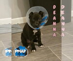 Deanna - Female Labrador Retriever-Unknown Mix Dog for Adoption - Small photo
