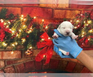 Mutt Dogs for adoption in San Bernardino, CA, USA