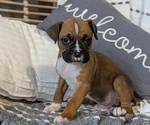 Small Photo #65 Boxer Puppy For Sale in GOSHEN, IN, USA