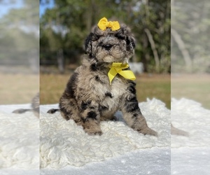 Goldendoodle Puppy for sale in FROSTPROOF, FL, USA