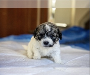 Zuchon Puppy for sale in ACTON, CA, USA