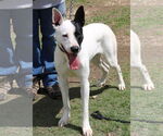 Small #1 Great Dane-Greyhound Mix