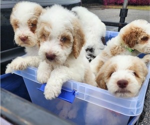 Goldendoodle Puppy for sale in CHERAW, SC, USA