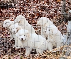 Great Pyrenees Puppy for Sale in BRADFORD, Tennessee USA
