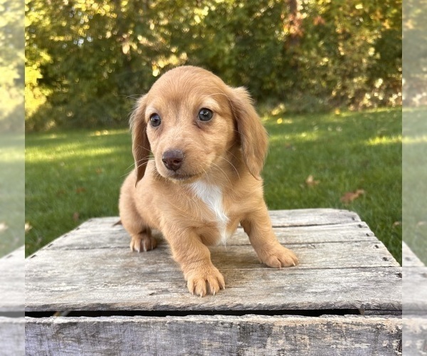 Medium Photo #4 Dachshund Puppy For Sale in MIDDLEBURY, IN, USA