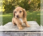 Small #3 Dachshund