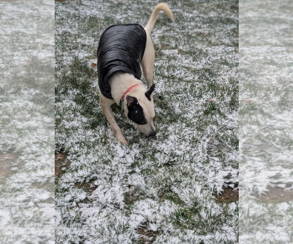 Medium Photo #25 Mutt Puppy For Sale in Holly Springs, NC, USA