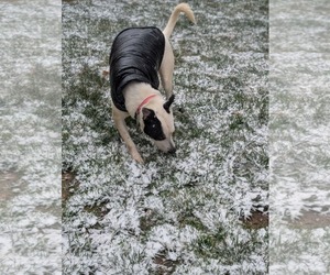 Parker - Louisiana Litter - Male Mutt Dog for Adoption - Photo #25