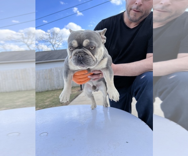 Medium Photo #1 French Bulldog Puppy For Sale in HOFFMAN EST, IL, USA