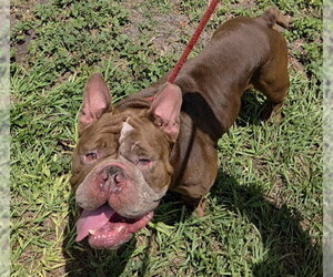 American Staffordshire Terrier Dogs for adoption in Fort Lauderdale, FL, USA