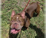 Small American Staffordshire Terrier