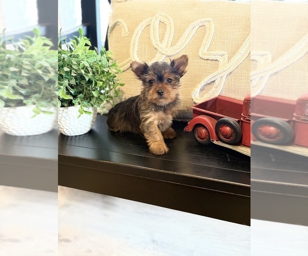 Medium Photo #3 Yorkshire Terrier Puppy For Sale in MADERA, CA, USA