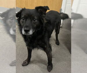 Mutt Dogs for adoption in Forestville, MD, USA