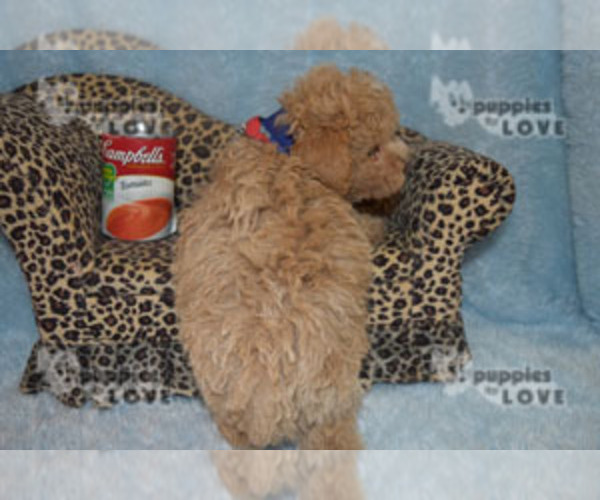 Medium Photo #5 Poodle (Toy) Puppy For Sale in SANGER, TX, USA