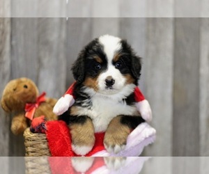 Bernese Mountain Dog Puppy for sale in FREDERICKSBG, OH, USA