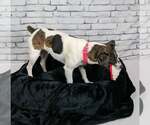 Small Jack Russell Terrier Mix