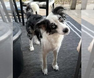 Pickles - Female Border Collie-Unknown Mix Dog for Adoption - Photo #2