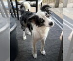Small Photo #2 Border Collie-Unknown Mix Puppy For Sale in OKLAHOMA CITY, OK, USA