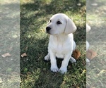 Small Photo #2 Labrador Retriever Puppy For Sale in SENECA, KS, USA