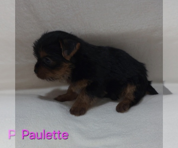 Medium Photo #8 Yorkshire Terrier Puppy For Sale in AZLE, TX, USA