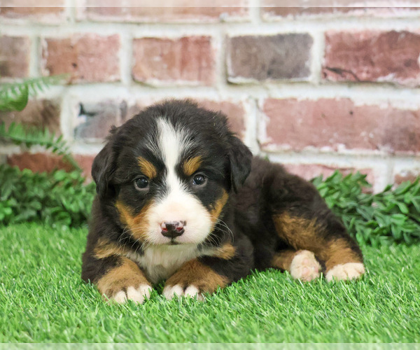 Medium Photo #16 Bernese Mountain Dog Puppy For Sale in SYRACUSE, IN, USA