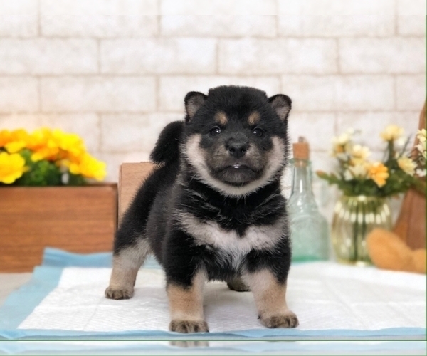 Medium Photo #9 Shiba Inu Puppy For Sale in SAN DIEGO, CA, USA