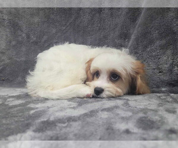 Medium Photo #5 Cavapoo Puppy For Sale in Lincolnwood, IL, USA