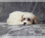 Small #4 Cavapoo