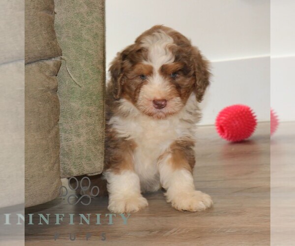 Medium Photo #2 Bernedoodle (Miniature) Puppy For Sale in NARVON, PA, USA