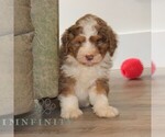 Small #1 Bernedoodle (Miniature)