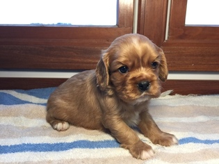 Cavalier King Charles Spaniel Puppy for sale in LEO, IN, USA