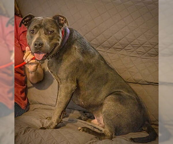 Medium Photo #5 American Staffordshire Terrier-Unknown Mix Puppy For Sale in Lake Wylie, SC, USA