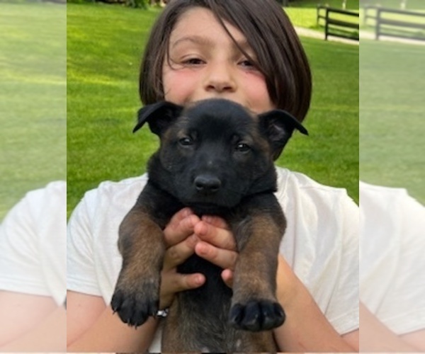 Medium Photo #4 Belgian Malinois Puppy For Sale in BURNINGTOWN, NC, USA