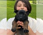 Small #3 Belgian Malinois